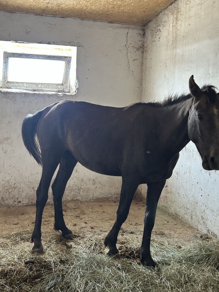 2 жасар жас малдар