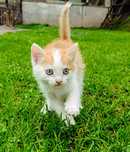 Отдам котят даром.В хорошие руки. Одна девочка один мальчик