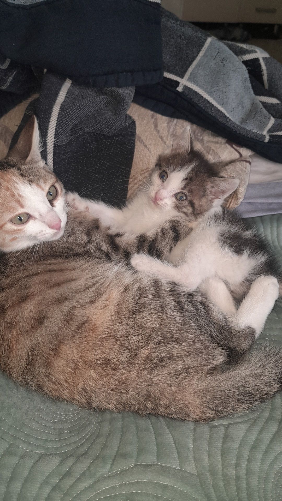 Дарю котёнка!         .