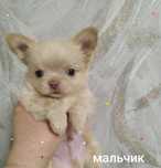 Чихуахуа щенки миники