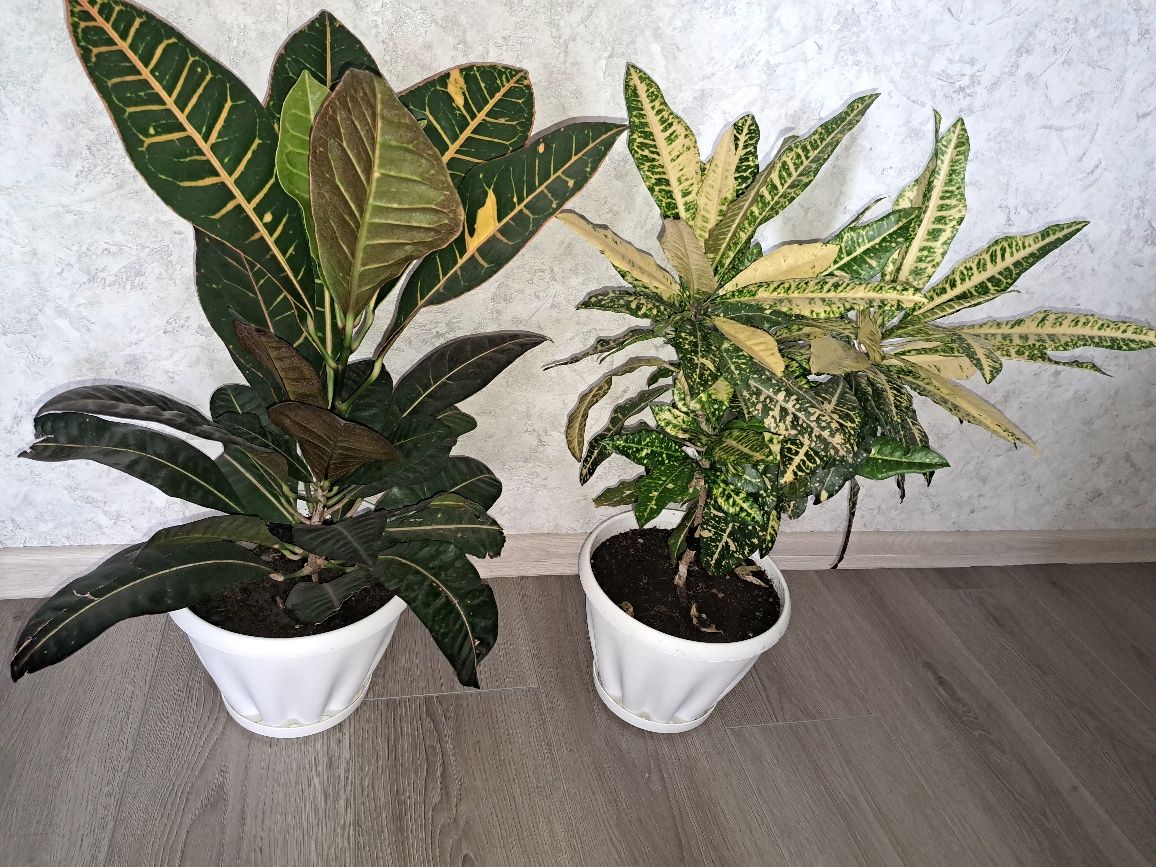 Продам 2 кротона