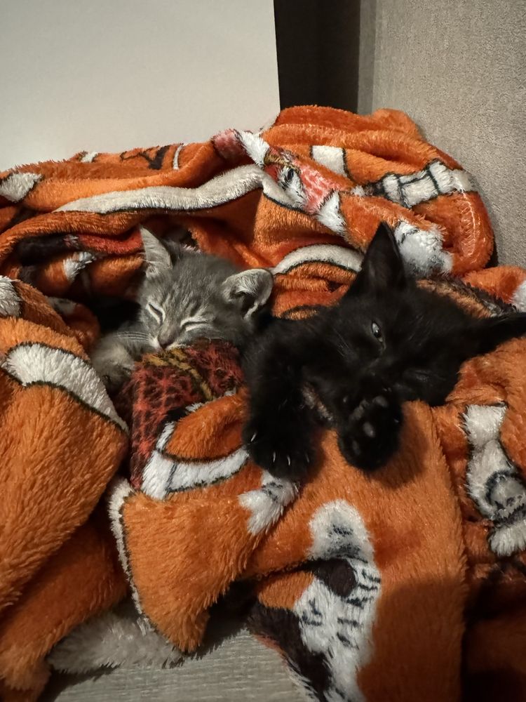 Котенок ищет дом