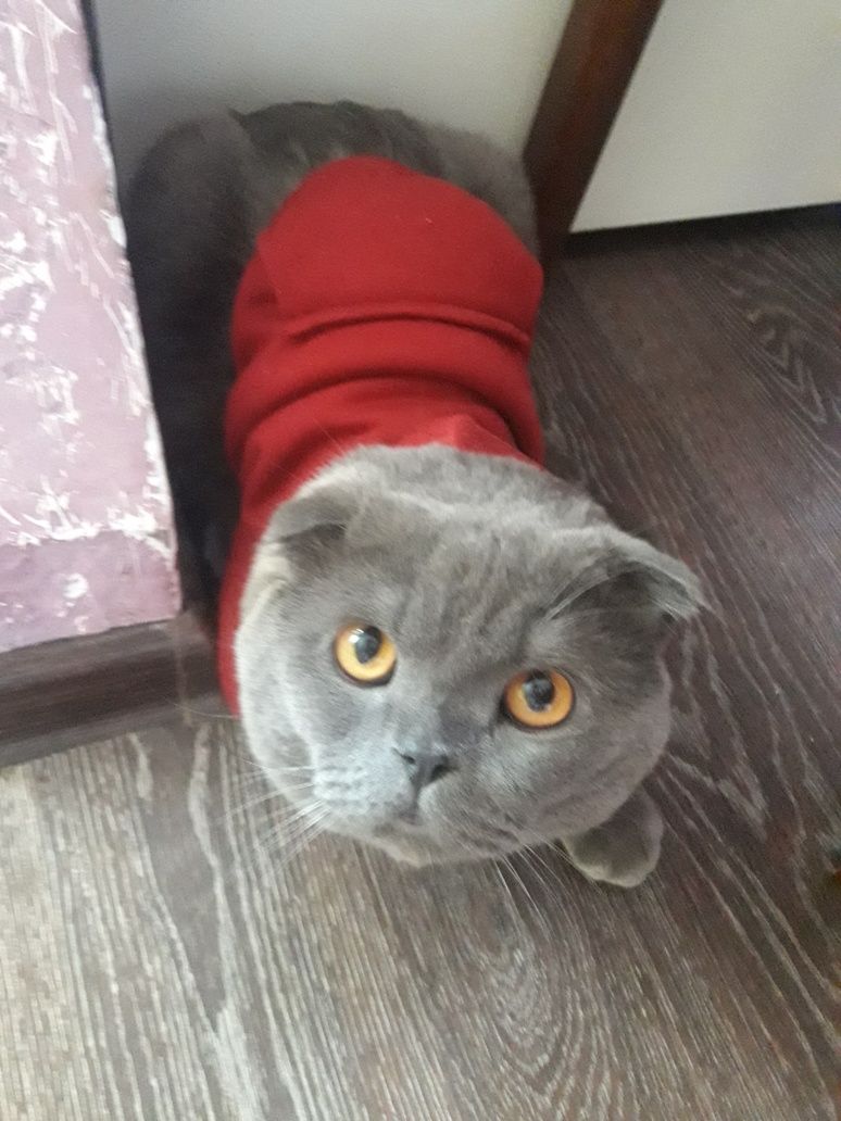 Шотландский вислоухий кот на вязку