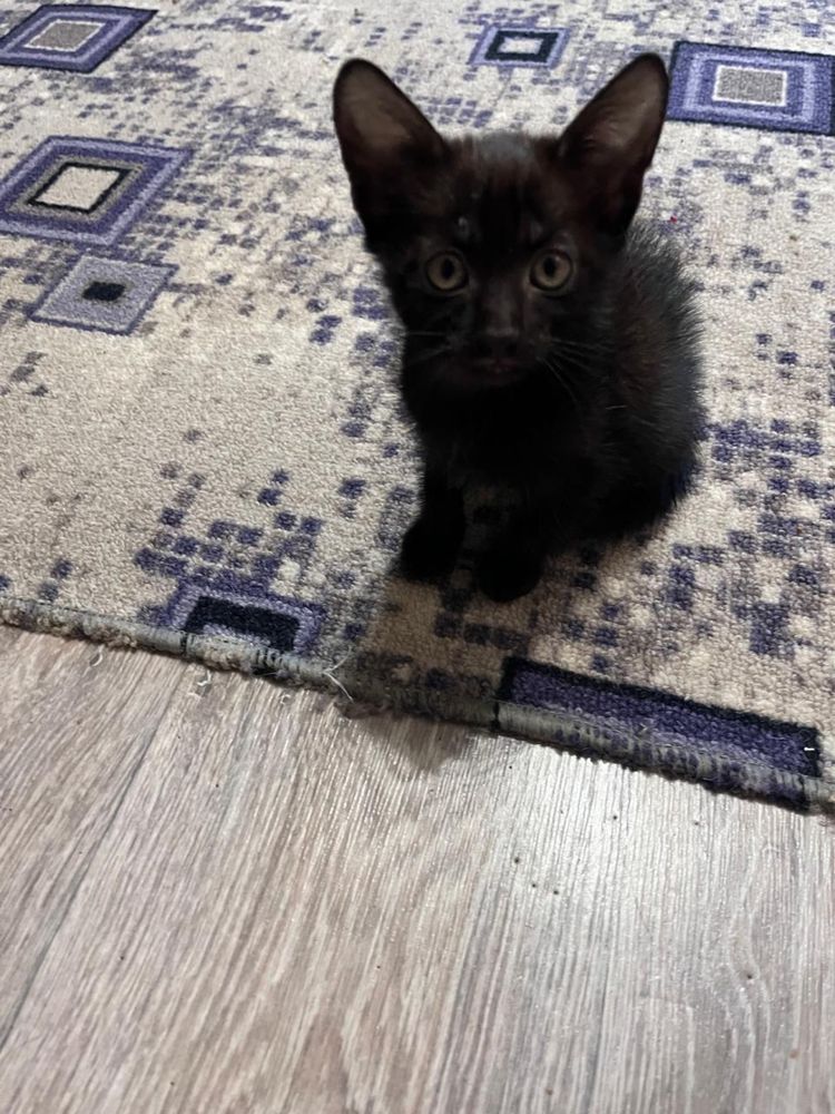 Котята в доьрые руки