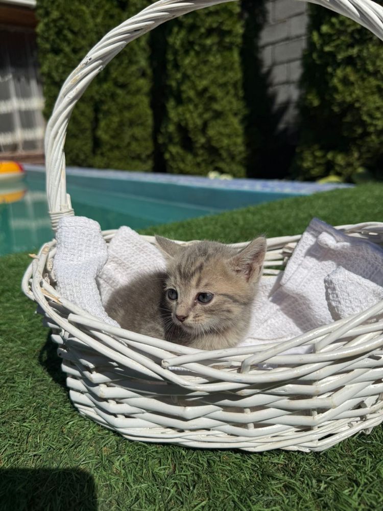 Вислоухие котята