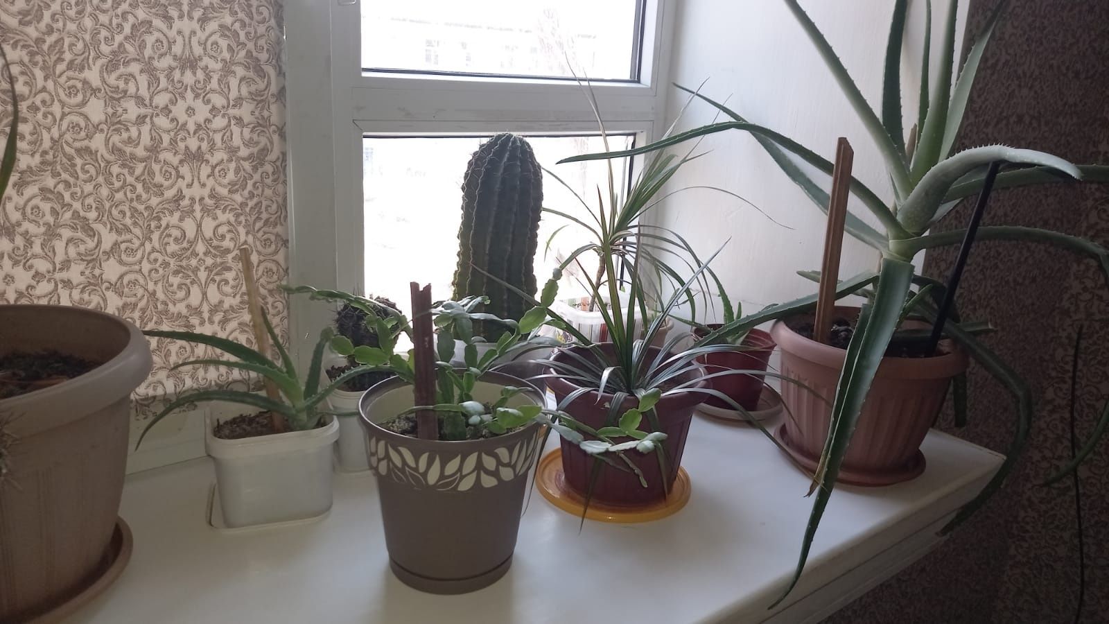 Лечебное Алое домашнее