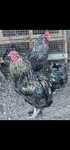 Продам молодых петухов. Породы Брама и Мехеленские, крупные, доминанты