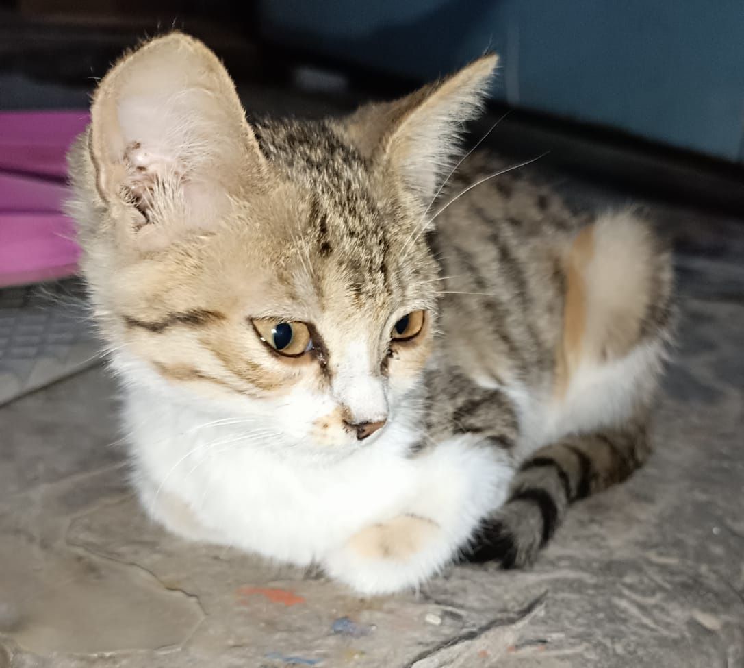 Кошечка трёхцветная. Котёнок в добрые руки