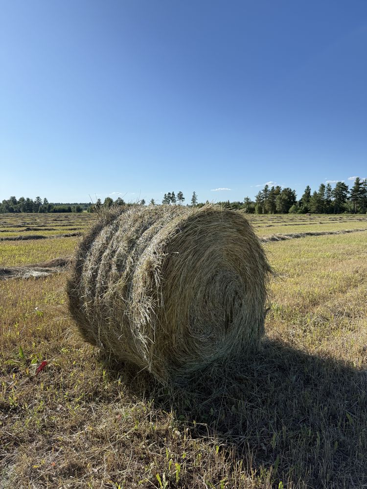 Продам сено 2025