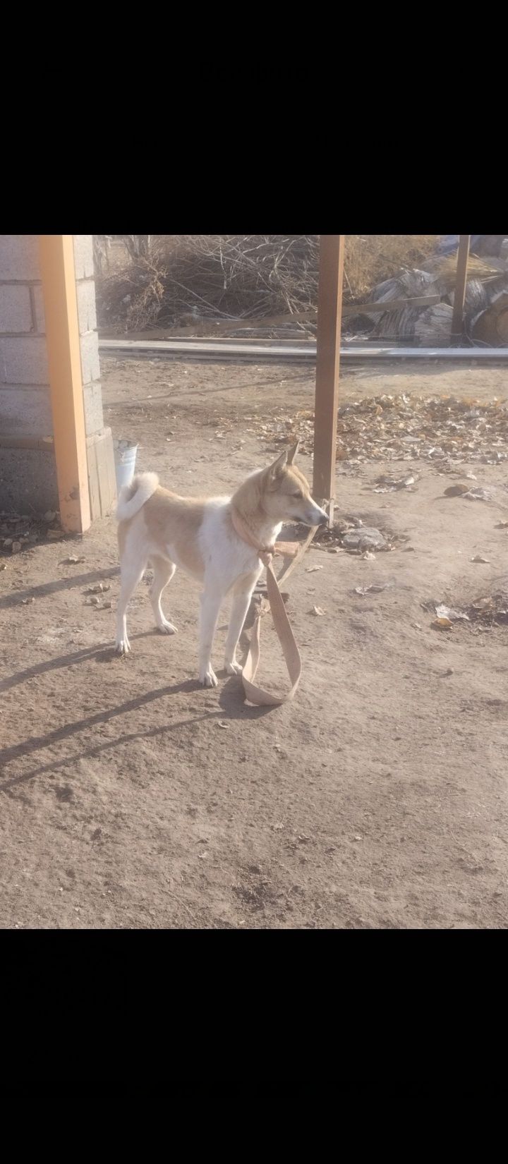 Лайка  1 еркек 1 ургашы