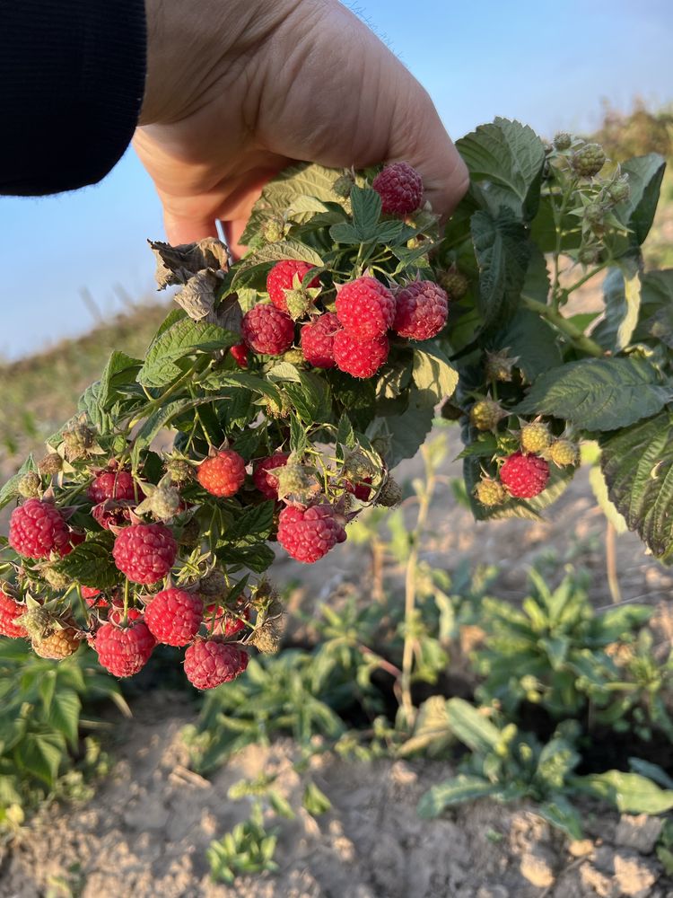 Продам саженцы малины бабье лето