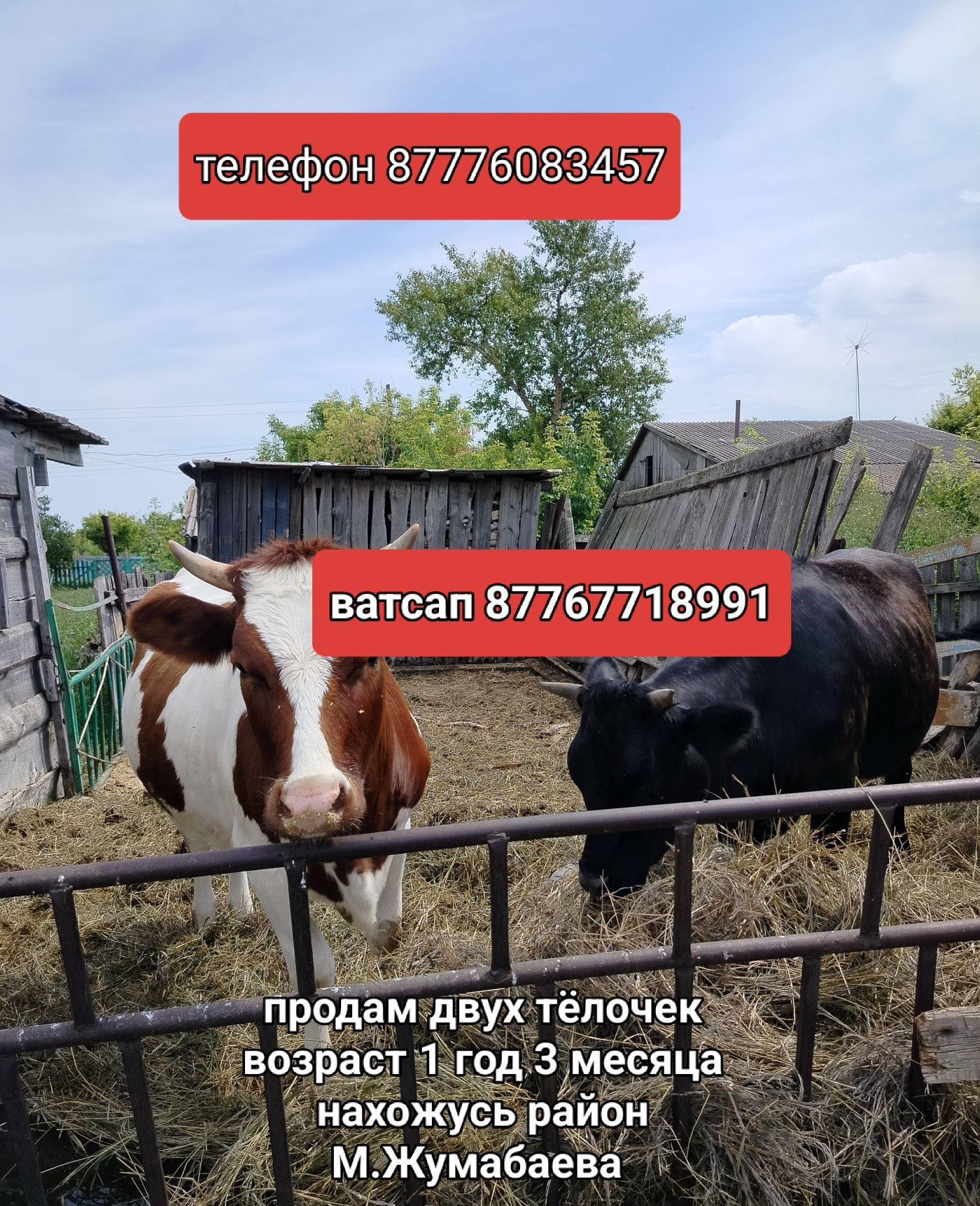 Молодняк телки продам