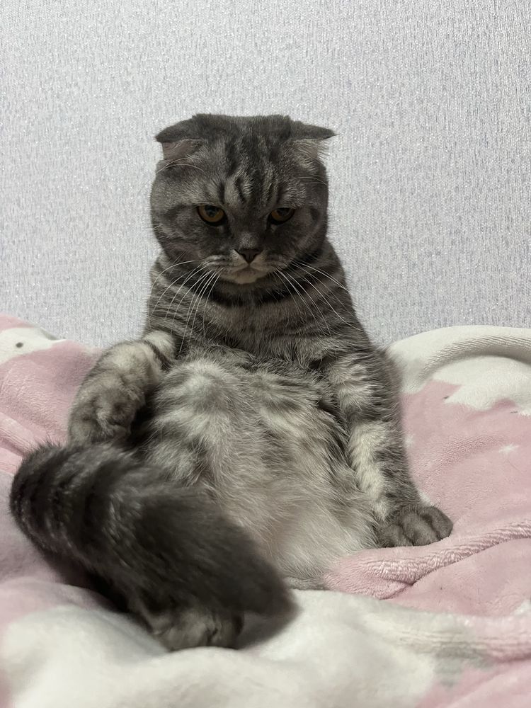 Отдаем кота строго в хорошие руки!