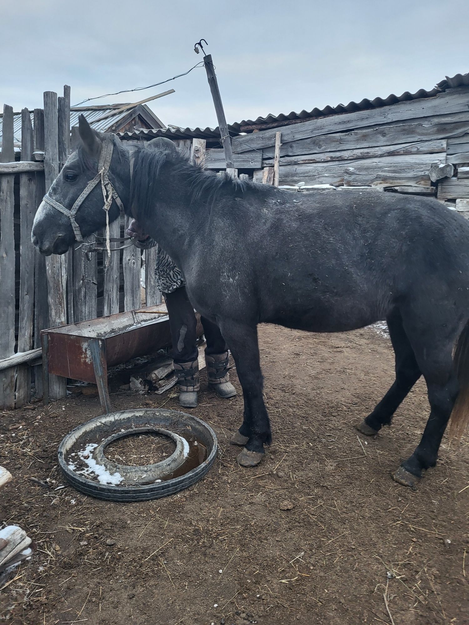 Продам коня, четыре года