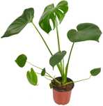 Продается Монстера деликатесная (Monstera adansonii)