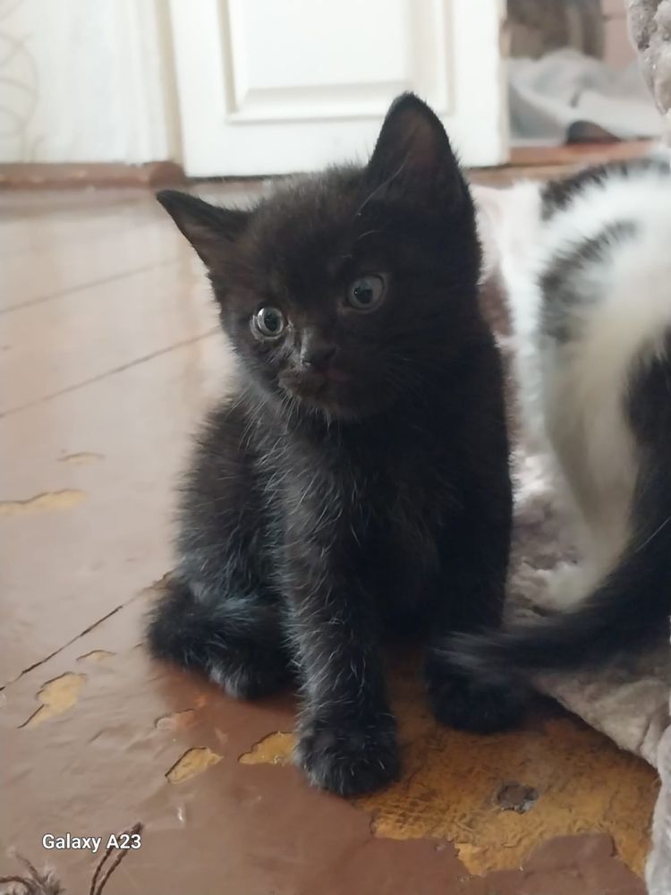 Котята ищут ответвенных и добрых хозяев!