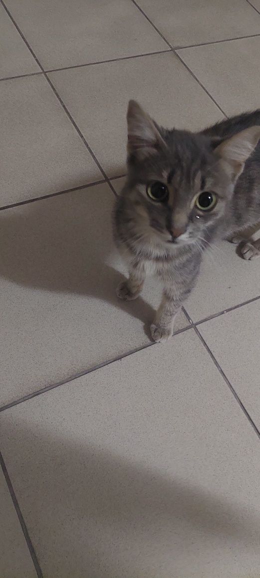 котик потеряшка ищет семью