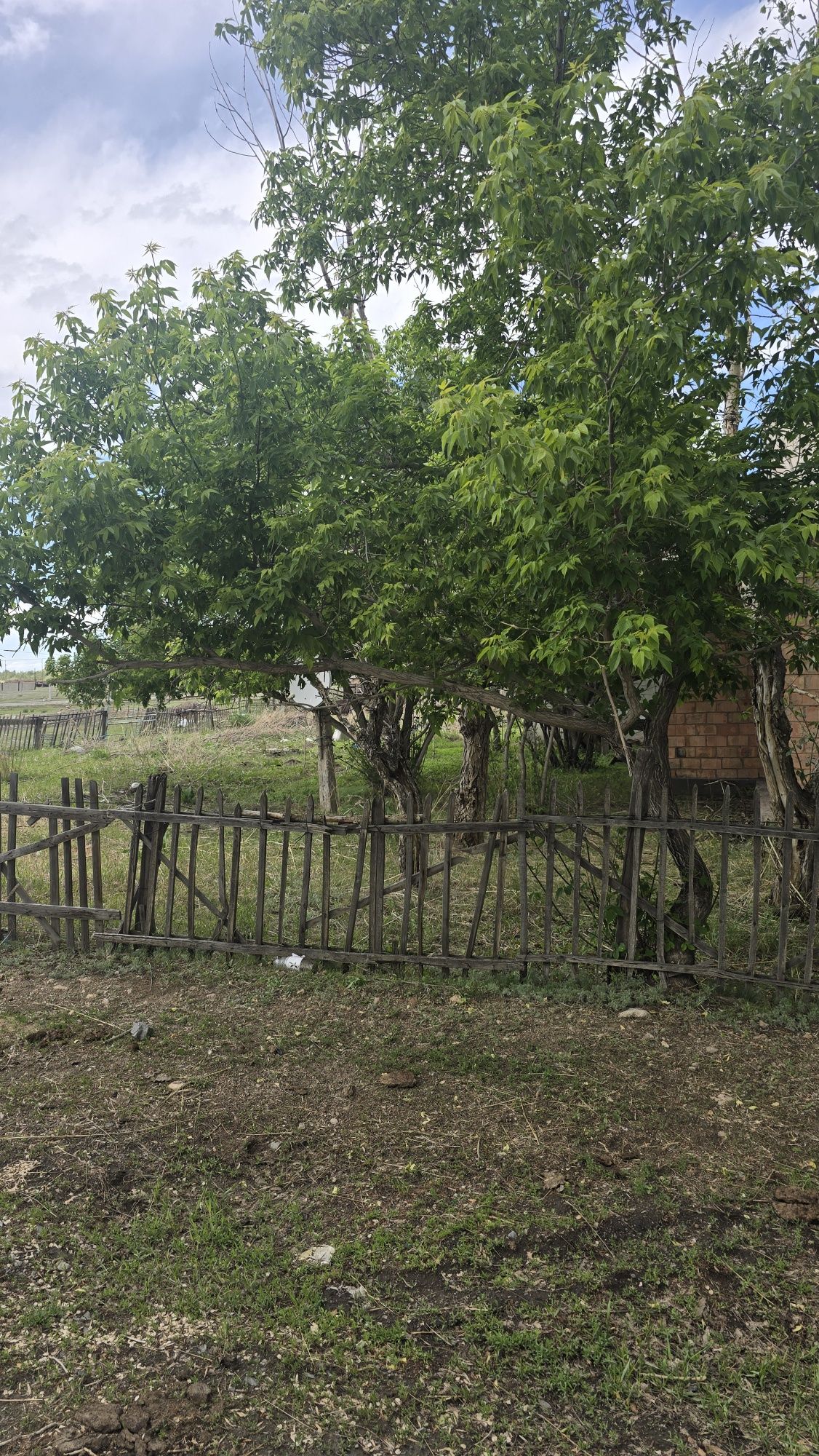 Продаю дам Егіндібұлак