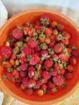 Продам свежую клубнику