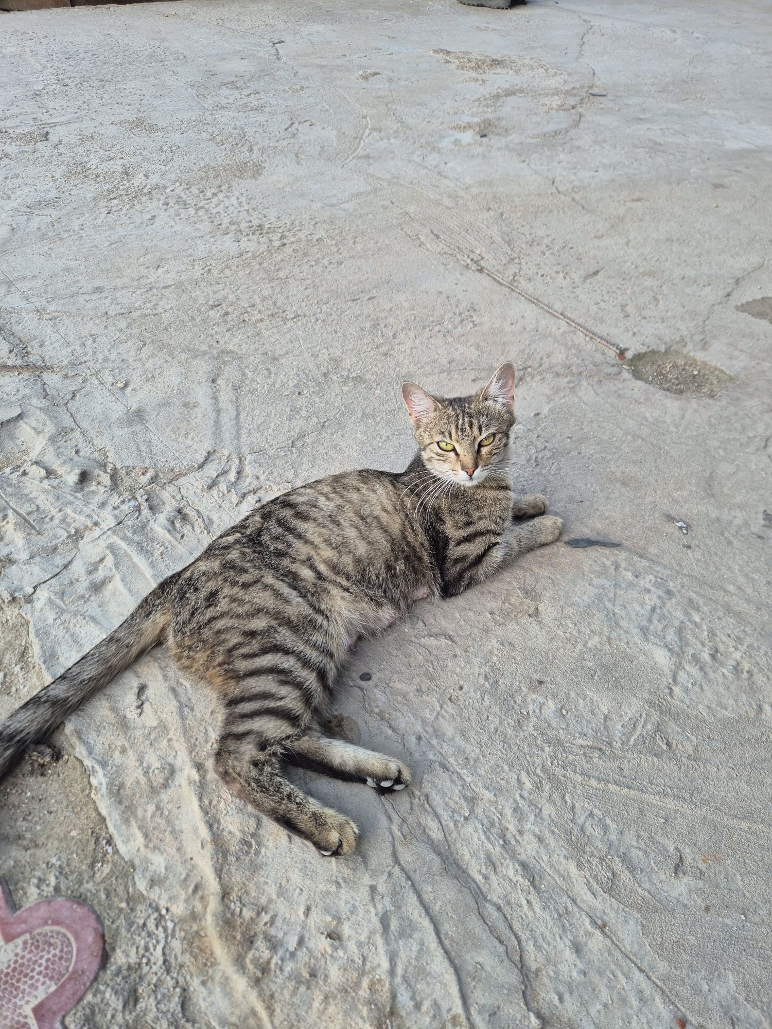 Мысық ,кот ,cat тегін