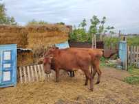 Продам 2 дойные коровы