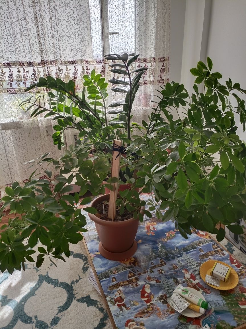 Продаются комнатные цветы