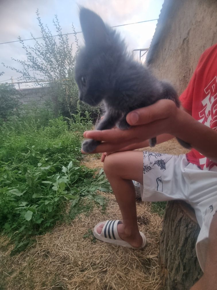 Продам срочно хороший котёнок