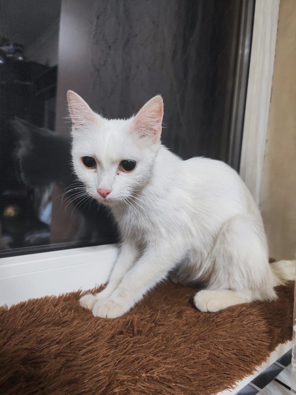 Белая кошечка девочка