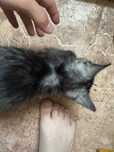Отдам даром котёнка