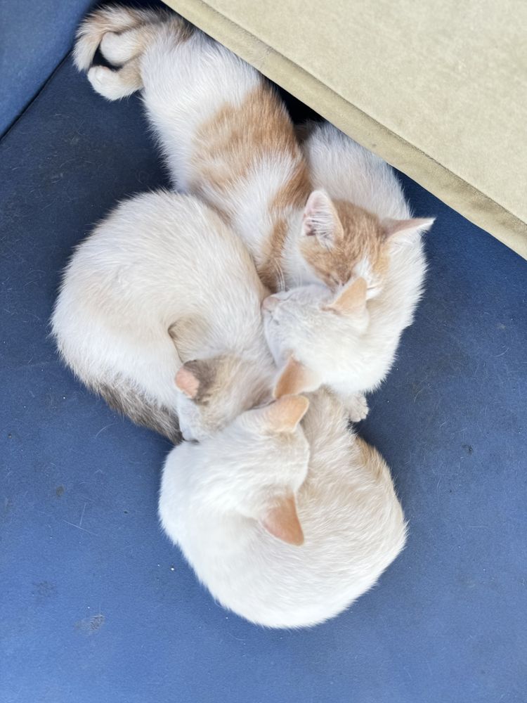 Отдадим беленьких котят