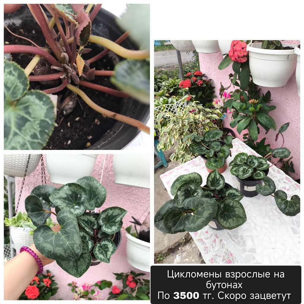 Комнатные растения в ассортименте