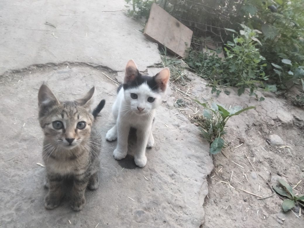Отдам котята в хорошие руки