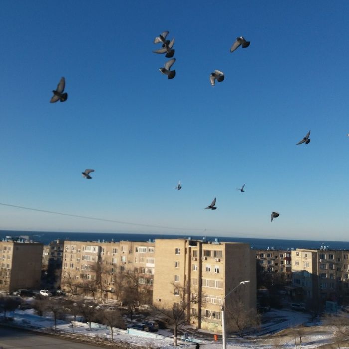 Сдаю   1кв  посуточно 9 мкр дом 14 с видом на море п/дом