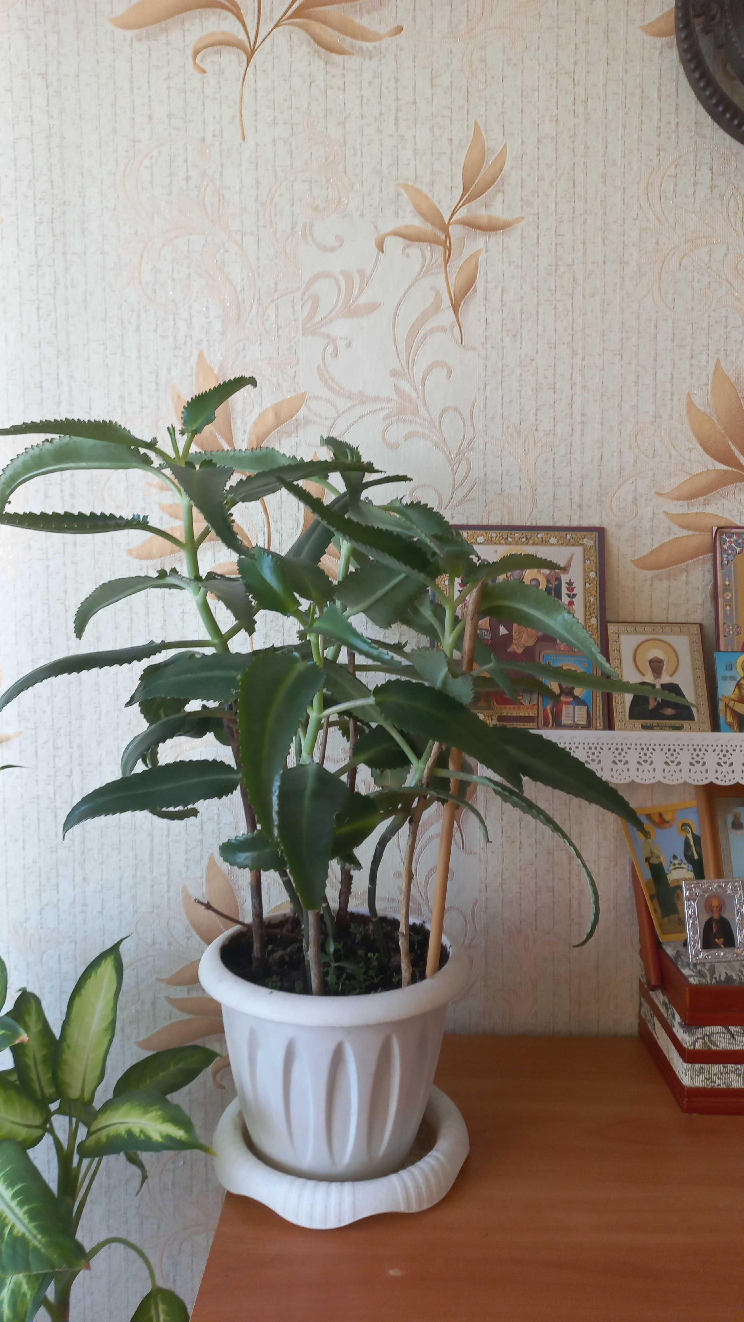 Продам цветы в горшочке