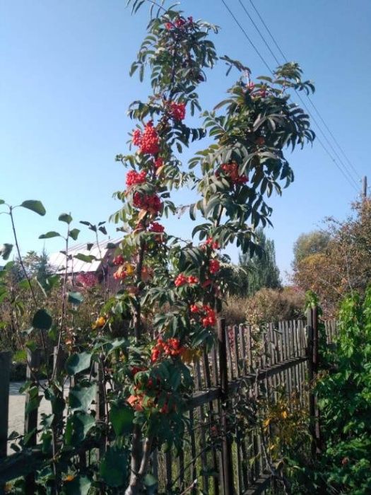 Продам рябину сладкоплодную сорт невежинская