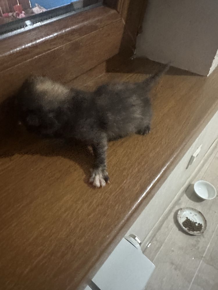 Отдам котят бесплатно
