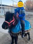 Срочно продам пони