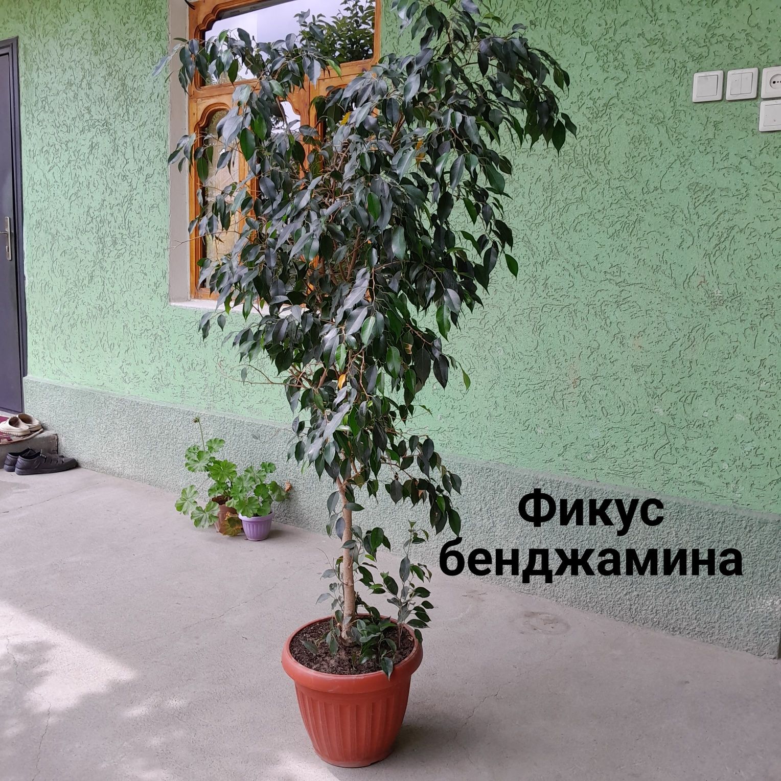 Комнатные растения, цена договорная!