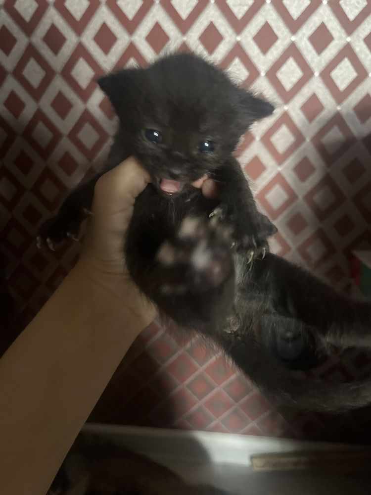 Котята отдам. Еще и кошку