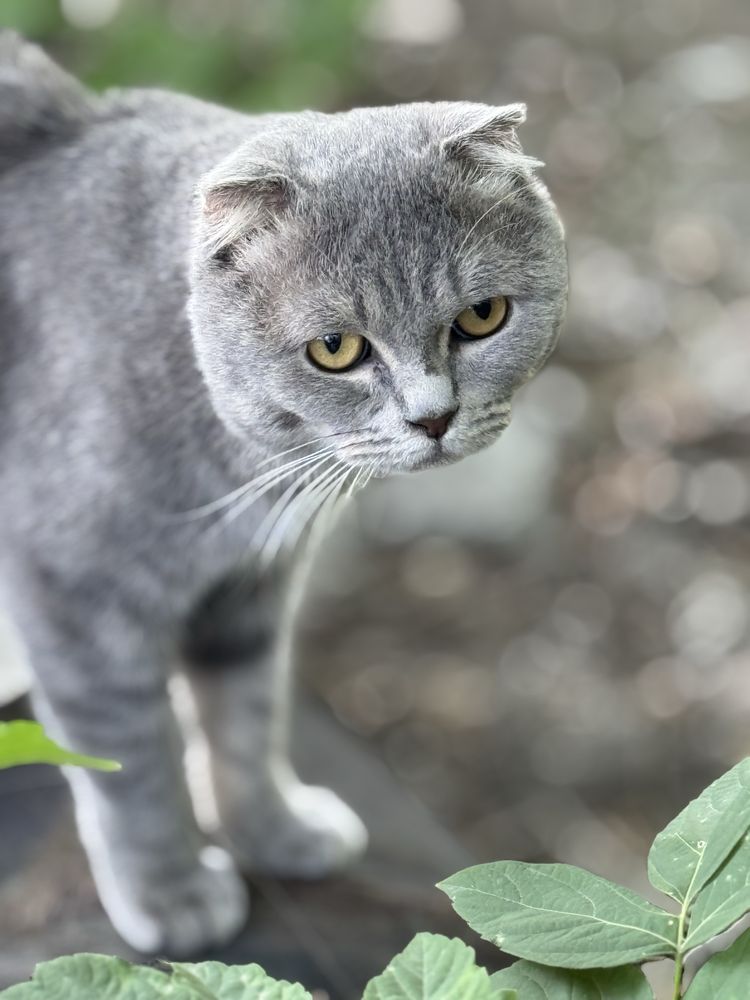Коты Аксу бесплатно
