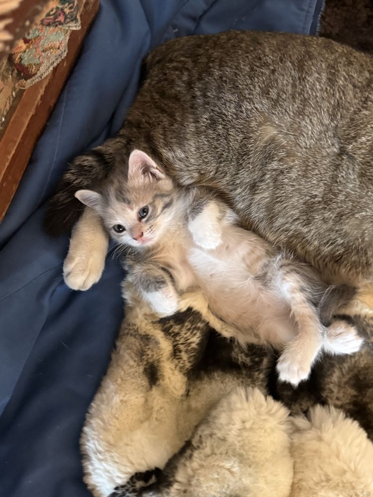 Отдам котенка девочку