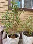 Продам цветы фикус бенджамина
