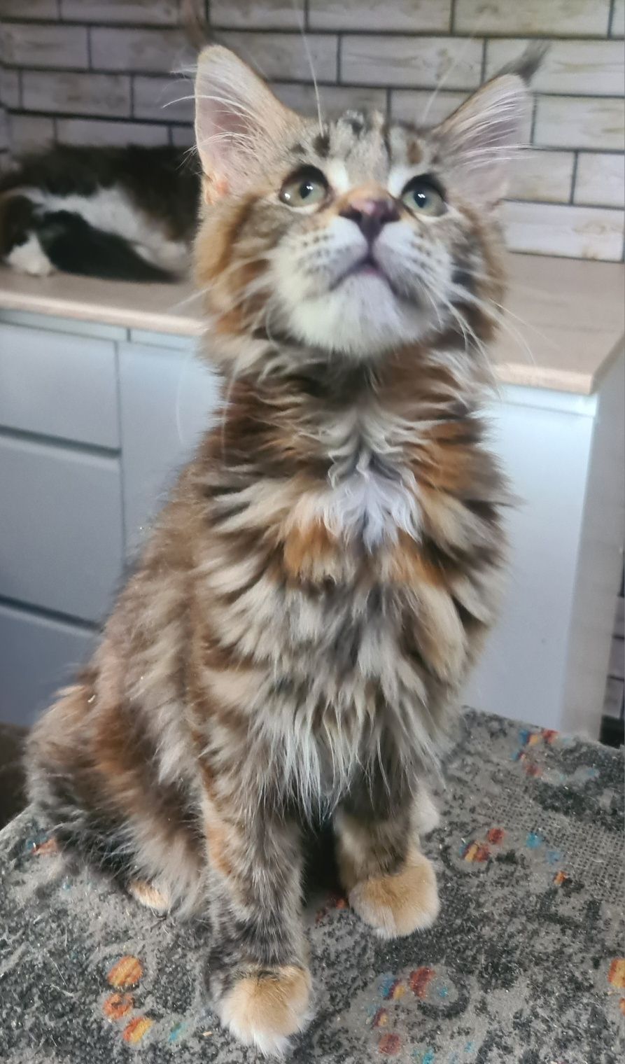 Котята мейн кун. Готовы к переезду.