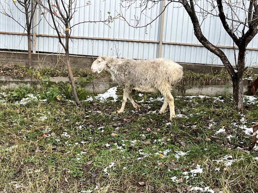 Гиссарские бараны