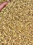Продам мучные отруби сортовые