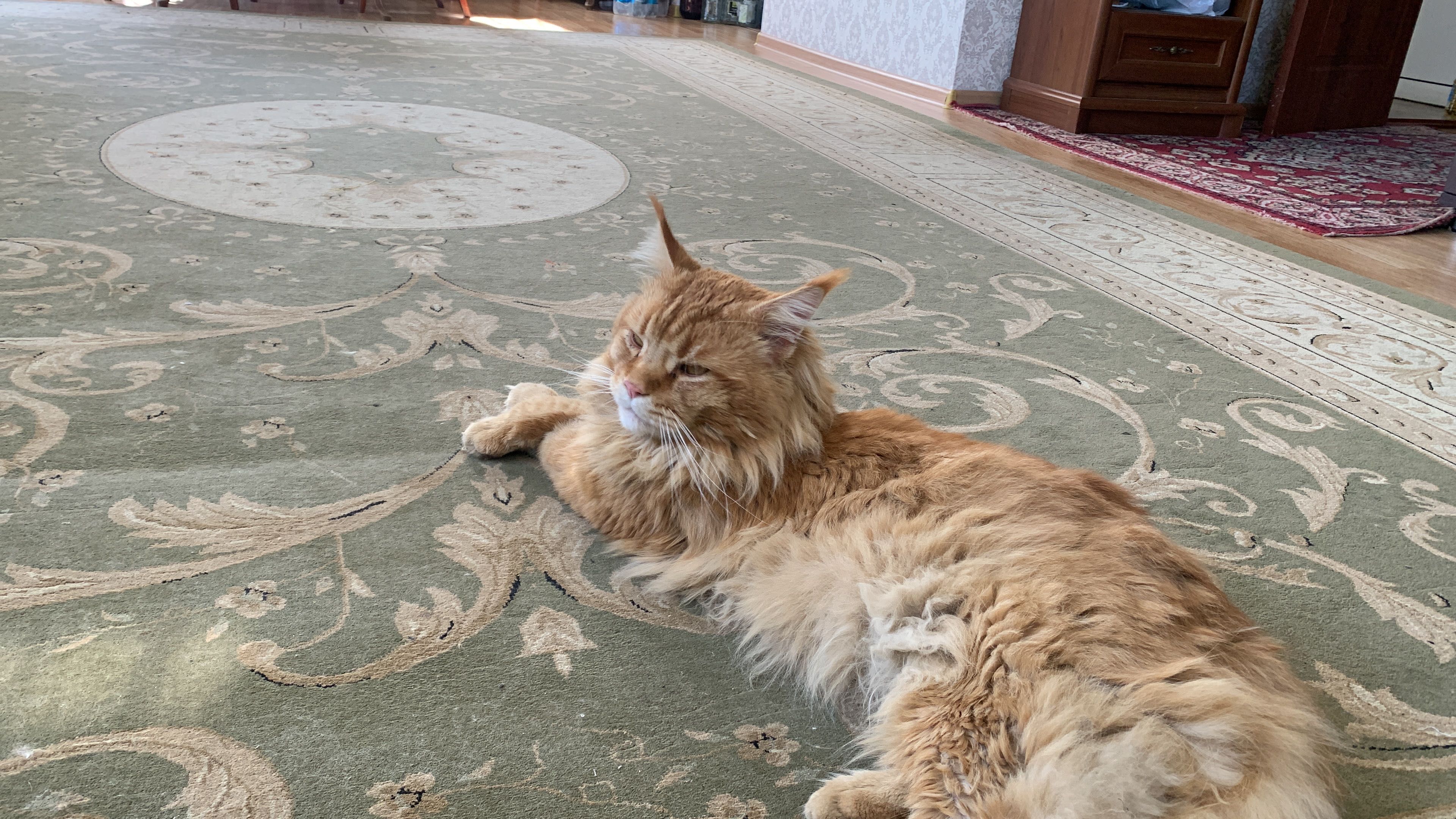 Пропал рыжий кот.