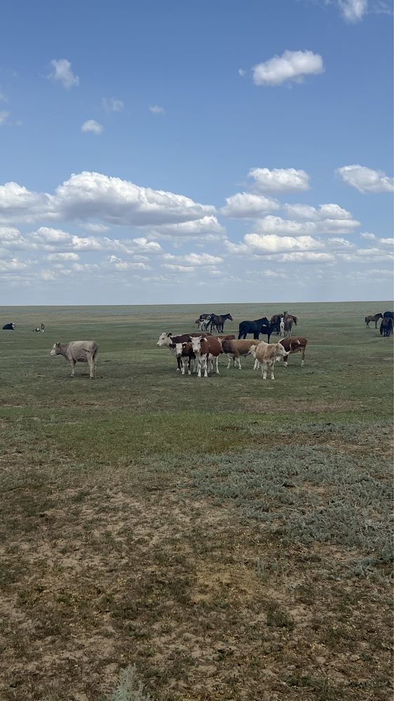 Сиырлар, баспактар
