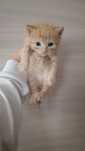 Отдам котят хорошие руки
