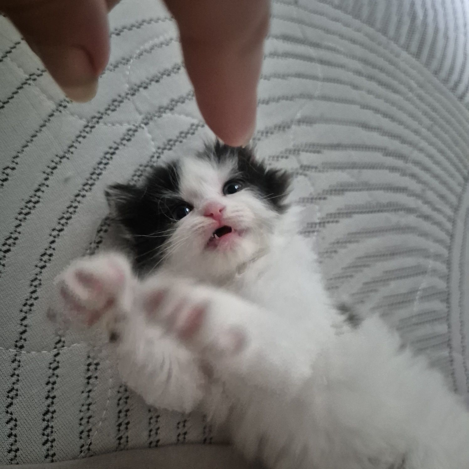 Котенок черно белый