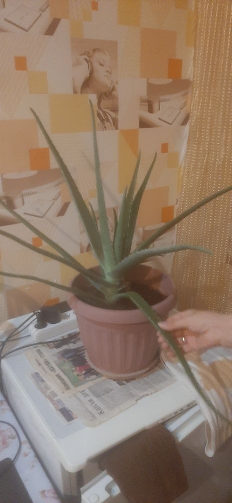 Продам алое 30 летнее 2 штуки по десять тысяч